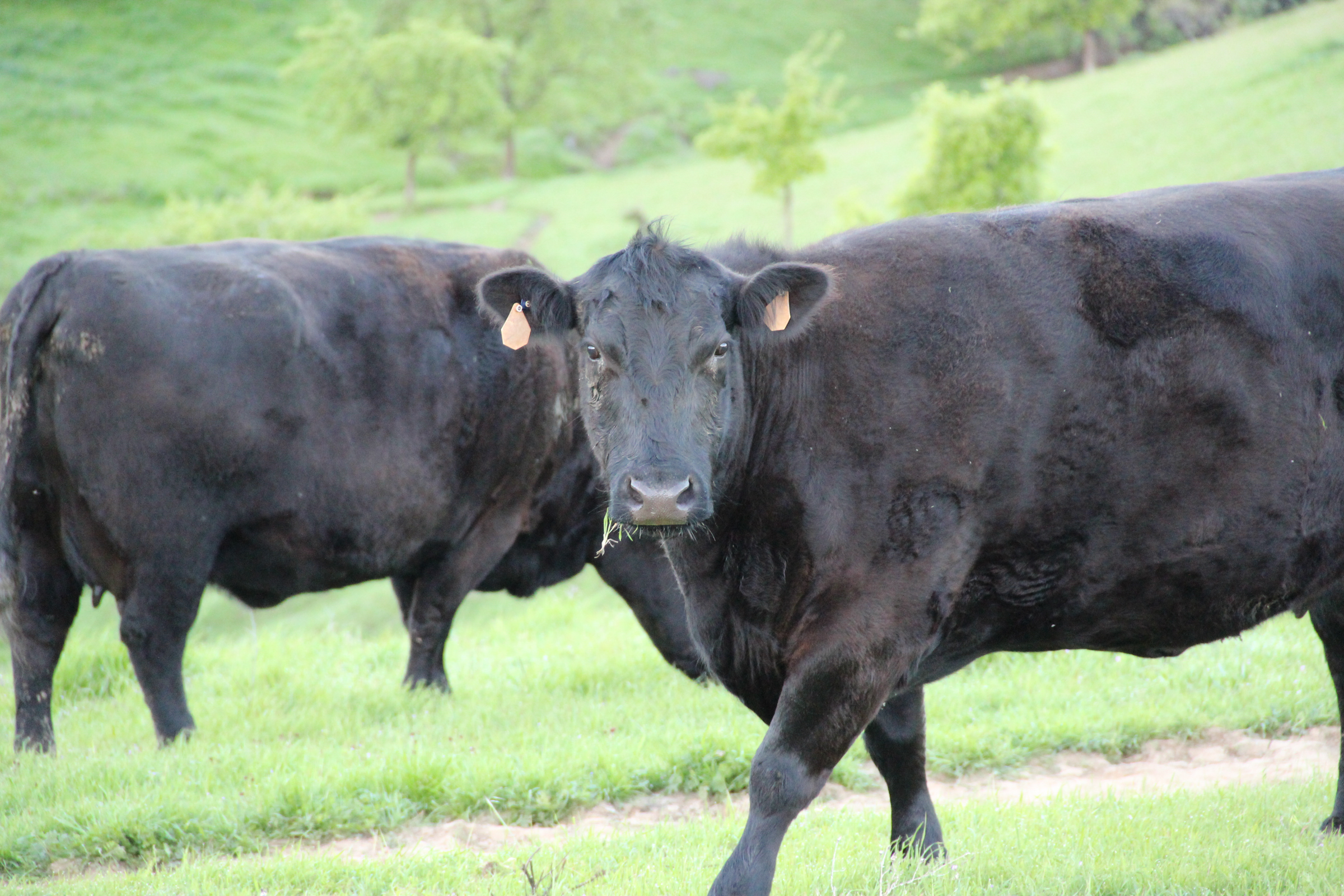 2 cows